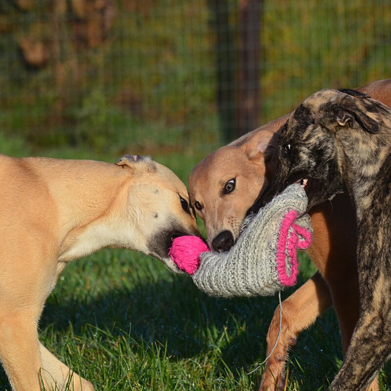 Playing with siblings till dusk