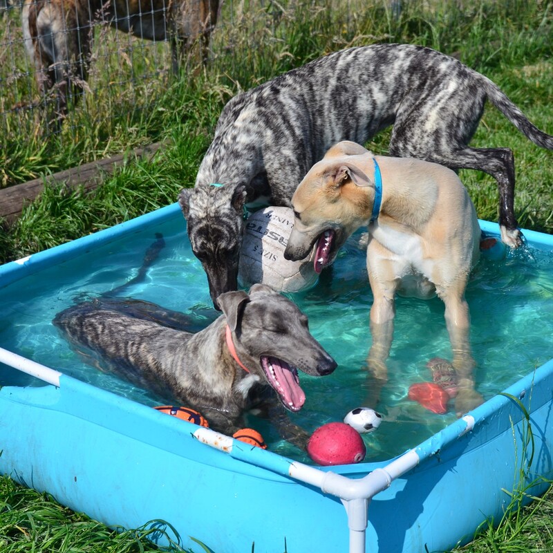 teaching them water is fun