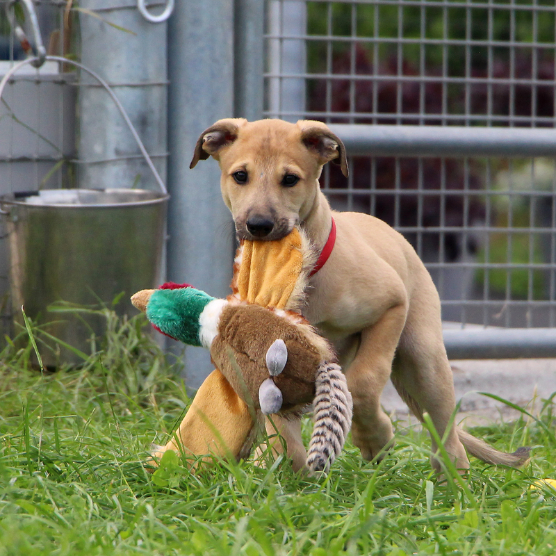 Puppies love to shase even birds