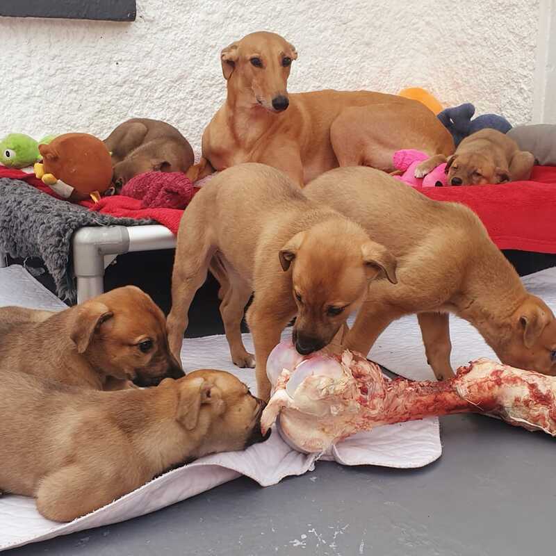Mom teaching the pups to use their sharky teeth