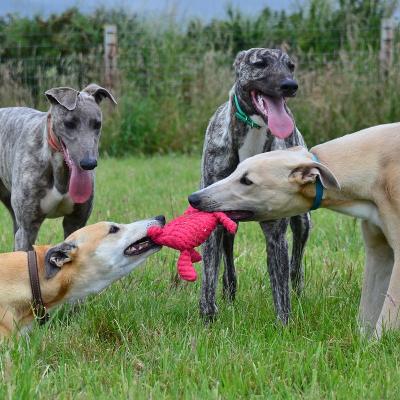 Grandma playing with the puppies tug